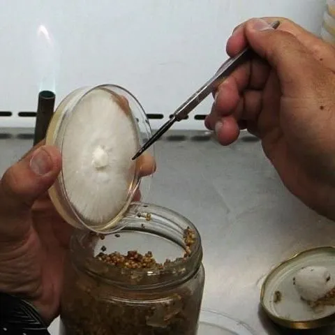 thumbnail for publication: Isolation of Mother Cultures and Preparation of Spawn for Oyster Mushroom Cultivation